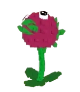 Dragon Fruit Seed