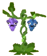 Grape Seed