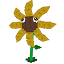 Sunflower Seed